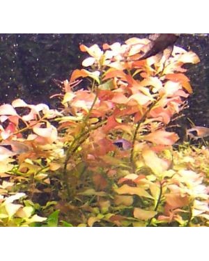 gül akvaryum bitkisi ludvigia 1 kök