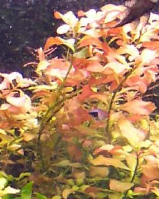 gül akvaryum bitkisi ludvigia 1 kök