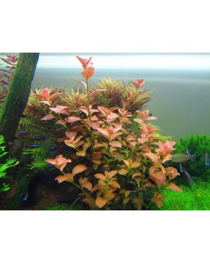 gül akvaryum bitkisi ludvigia 1 kök