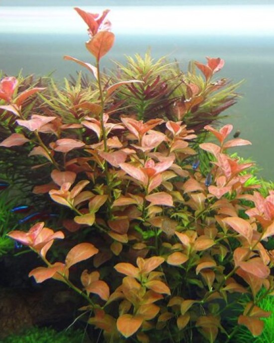 gül akvaryum bitkisi ludvigia 1 kök