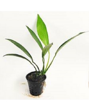 Anubias Afzelii Congensis 1 Adet 3-4 Yapraklı