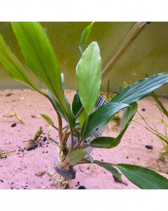 Homalomena Sp Sekadau South 