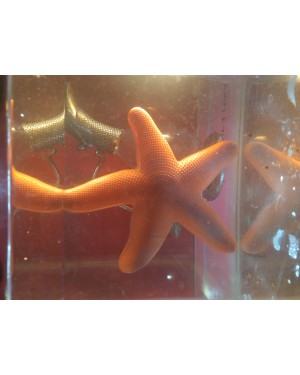 Deniz Yıldızı Akvaryum Termometresi 1 Adet Büyük Boy