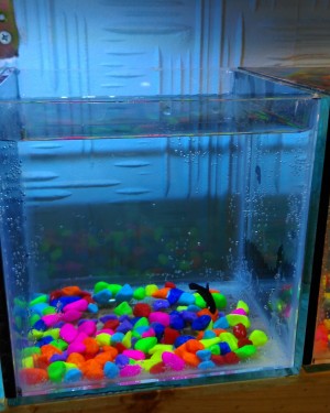 Betta akvaryum cam 25x25x25 cm  (15 litre)